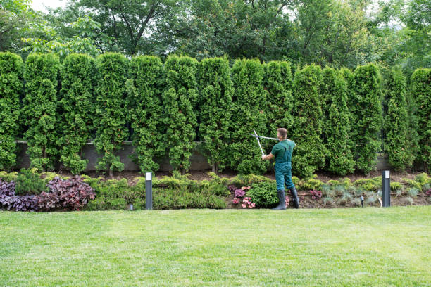  Audubon, NJ Tree Removal Pros